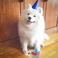 They are out of this world. 15 Times Samoyeds Looked Just Like Fluffy Marshmallows Barkpost