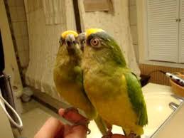We did not find results for: Calypso My Peach Fronted Conure Youtube