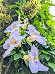 Image result for Thunbergia