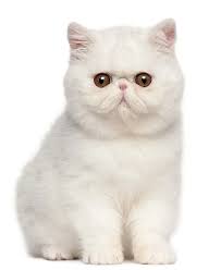 10 Flat Faced Cat Breeds You Ll Love 2022 I The Discerning Cat