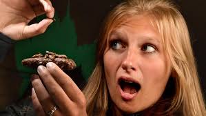 What do insects REALLY taste like?