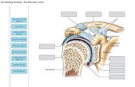 The structure of a muscle cell can be explained using a diagram labelling muscle filaments myofibrils sarcoplasm cell nuclei nuclei is the plural word for the singular. Solved Art Labeling Activity The Shoulder Joint Acromioc Chegg Com