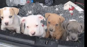 Call us for details today! Bully Puppies For Sale Wexford Xl Dogs For Sale Ireland