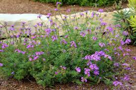 At six foot per year growth this tree can quickly turn your sunny perennial garden to a shade perennial garden. Add Interest To Your Garden With The Right Border Plants Entertainment Life Austin 360 Austin Tx