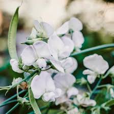 Image result for Lathyrus