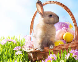 Jeden tag tausende neuer bilder garantiert kostenlos hochwertige videos und bilder von pexels Easter Bunny Wallpaper Wallpaper Hd Hd Desktop Backgrounds Hd Desktop Wallpapers Free Downl Easter Bunny Pictures Easter Wallpaper Easter Bunny History
