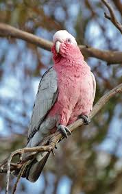 Galah panjang информация по шрифту. Galah Wikipedia