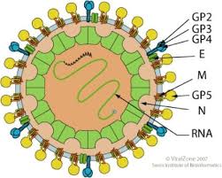 Dna molecules code for proteins that help the. Researchers Discover New Traits Of Possible Emerging Virus Georgia State University News College Of Arts And Sciences Press Releases University Research
