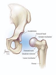 These muscles are separate in the abdomen, but they join. Hip Flexor Iliopsoas Aoa Orthopedic Specialists