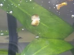 They're one of the best at dealing with pest snails in my opinion. The Mysterious Bladder Snails In My Fish Tank Album On Imgur