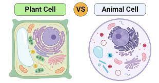 Plant Cell Vs Animal Cell Definition 25 Differences With Cell Organelles