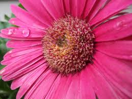 The flowers are very vibrant and the greenery is full and lush. Flowers My Life In Pictures