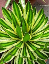 Image result for Rotheca quadrangulata