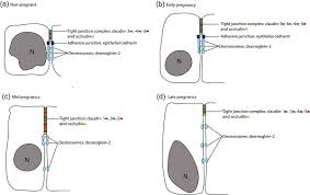 Phagocytosis  some types of cell can engulf another cell by 141. Dynamic Changes To Claudins In The Uterine Epithelial Cells Of The Marsupial Sminthopsis Crassicaudata Dasyuridae During Pregnancy Buddle 2019 Molecular Reproduction And Development Wiley Online Library