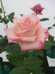 Pin On Flower Photos