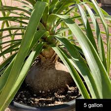 Image result for Beaucarnea recurvata