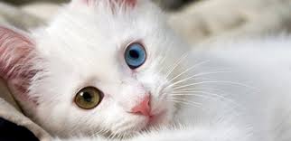 Kedi Turleri Cinsleri Ve Irklari Ilgi Duyulan 50 Kedi Ozelligi