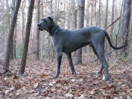 They are good with kids and vet checked. Warrior Creek Danes Home