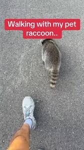 Adorable Moments with My Pet Raccoon Buford