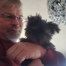 Do you recommend pet insurance for Yorkies?