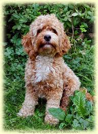 Jan 08, 2021 · the labradoodle comes from the labrador retriever and poodle dog breeds. Cerf Pra Australian Labradoodle Studs For Sale Vancouver Bc Copper Canyon Labradoodles