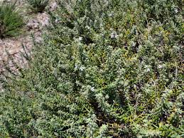 A few days after creating this entry, i noticed that the tag on the plant's branch (from the grower, bracy's nursery) calls it westringia 'blue gem' (wes03), but the sticker on the pot (from the nursery where i. Westringia Fruticosa Jervis Gem Coastal Rosemary Gardening With Angus