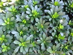 Image result for Eriosema robinsonii