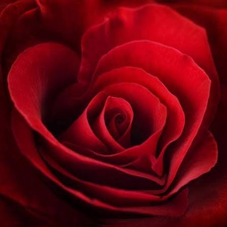 Rose Red - Bulk and Wholesale