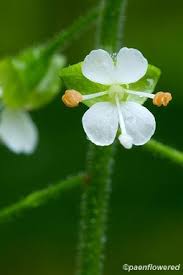 Image result for Onagraceae