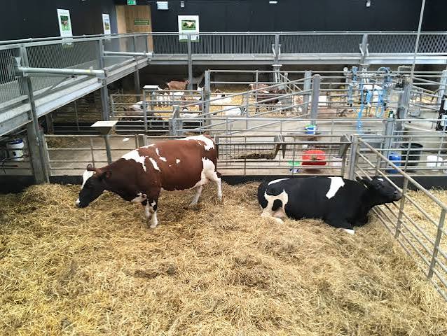 Visit To Cannon Hall Farm, South Yorkshire - Wander Mum