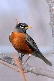 Texas Robin Wild Birds Pet Birds Backyard Birds
