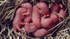 Haben sie als grundstückseigentümer ratten im garten entdeckt, sind sie verpflichtet, mit der rattenbekämpfung. Ratten Im Garten So Werden Sie Kompost Ratten Wieder Los Br24