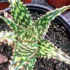 Image result for Aloe mossurilensis