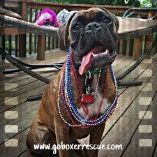 We love to get frequent updates from each new family. Go Boxer Rescue Home Facebook