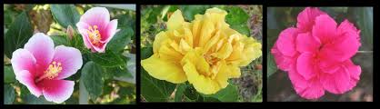 Image result for Hibiscus pusillus