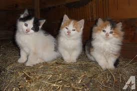 8 Week Old Long Haired Calico Kitten Google Search Calico Kitten Kitten Kitty