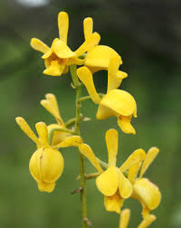 Image result for Eulophia angolensis