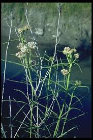 Narrow Leaf Milkweed Asclepias Fascicularis