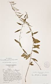 Image result for Basananthe pseudostipulata