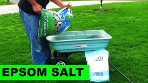 Why is your answer for best diy lawn fertilizer program different from another website? 6 Effective Homemade Lawn Fertilizers That Are Safe From Hazardous Chemicals Balcony Garden Web