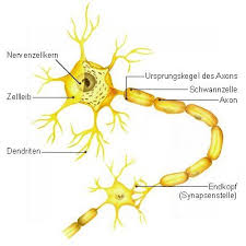 Zusammen mit den gliazellen werden sie in ihrer gesamtheit auch als nervensystem bezeichnet. Nervenzelle Neuron