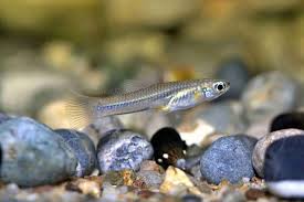 Image result for Ctenolepis