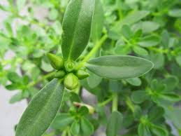 Resultado de imagem para beldroega