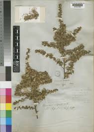 Image result for Monosis