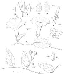 Image result for Heteromorpha involucrata