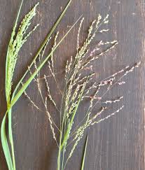 Image result for Panicum coloratum