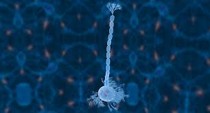 Nerve Cells Neuron 3d Model Nerve Cell Neurons 3d Model