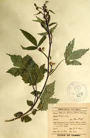 Image result for Hibiscus lobatus