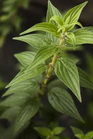 Image result for Pouzolzia guineensis