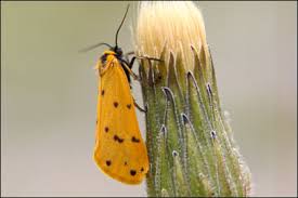 Image result for Setina roscida